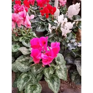 Live Cyclamen Plants - Mixed Large Flowers - Cold Hardy - 4 Inch Pot