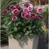 Live Dahlia Cancun Plant Dahlia Flowers Plant Dahlias Flower Plant Bicolor Dahlia Plant for Dahlia Bulbs, Dahlia Tubers, 4 to 6 Inch Tall Size 4 Inch Pot