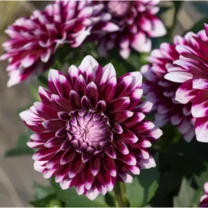 Live Dahlia Cancun Plant Dahlia Flowers Plant Dahlias Flower Plant Bicolor Dahlia Plant for Dahlia Bulbs, Dahlia Tubers, 4 to 6 Inch Tall Size 4 Inch Pot