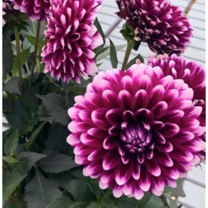 Live Dahlia Cancun Plant Dahlia Flowers Plant Dahlias Flower Plant Bicolor Dahlia Plant for Dahlia Bulbs, Dahlia Tubers, 4 to 6 Inch Tall Size 4 Inch Pot