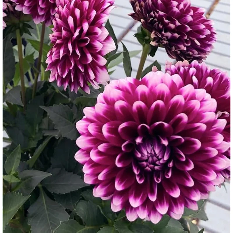 Live Dahlia Cancun Plant Dahlia Flowers Plant Dahlias Flower Plant Bicolor Dahlia Plant for Dahlia Bulbs, Dahlia Tubers, 4 to 6 Inch Tall Size 4 Inch Pot