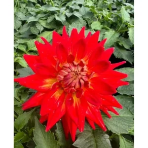 Live Dahlia Fire Plant Dahlia Flowers Plant Dahlias Flower Plant Bicolor Dahlia Plant for Dahlia Bulbs, Dahlia Tubers, 4 to 6 Inch Tall Size 4 Inch Pot