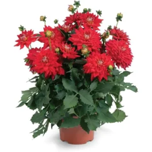 Live Dahlia Fire Plant Dahlia Flowers Plant Dahlias Flower Plant Bicolor Dahlia Plant for Dahlia Bulbs, Dahlia Tubers, 4 to 6 Inch Tall Size 4 Inch Pot