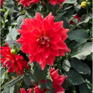 Live Dahlia Fire Plant Dahlia Flowers Plant Dahlias Flower Plant Bicolor Dahlia Plant for Dahlia Bulbs, Dahlia Tubers, 4 to 6 Inch Tall Size 4 Inch Pot