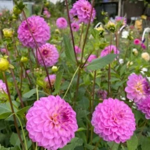 Live Dahlia Lavender Plant Dahlia Flowers Plant Dahlias Flower Plant Bicolor Dahlia Plant for Dahlia Bulbs, Dahlia Tubers, 4 to 6 Inch Tall Size 4 Inch Pot