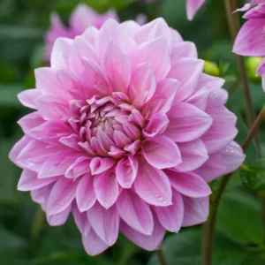 Live Dahlia Lavender Plant Dahlia Flowers Plant Dahlias Flower Plant Bicolor Dahlia Plant for Dahlia Bulbs, Dahlia Tubers, 4 to 6 Inch Tall Size 4 Inch Pot