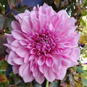Live Dahlia Lavender Plant Dahlia Flowers Plant Dahlias Flower Plant Bicolor Dahlia Plant for Dahlia Bulbs, Dahlia Tubers, 4 to 6 Inch Tall Size 4 Inch Pot
