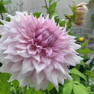 Live Dahlia Lavender Plant Dahlia Flowers Plant Dahlias Flower Plant Bicolor Dahlia Plant for Dahlia Bulbs, Dahlia Tubers, 4 to 6 Inch Tall Size 4 Inch Pot