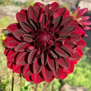 Live Dahlia Lavender Plant Dahlia Flowers Plant Dahlias Flower Plant Bicolor Dahlia Plant for Dahlia Bulbs, Dahlia Tubers, 4 to 6 Inch Tall Size 4 Inch Pot