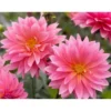 Live Dahlia Passion Fruit Plant Dahlia Flowers Plant Dahlias Flower Plant Bicolor Dahlia Plant for Dahlia Bulbs, Dahlia Tubers, 4 to 6 Inch Tall Size 4 Inch Pot
