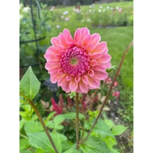 Live Dahlia Passion Fruit Plant Dahlia Flowers Plant Dahlias Flower Plant Bicolor Dahlia Plant for Dahlia Bulbs, Dahlia Tubers, 4 to 6 Inch Tall Size 4 Inch Pot