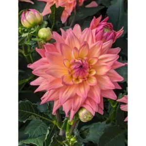 Live Dahlia Passion Fruit Plant Dahlia Flowers Plant Dahlias Flower Plant Bicolor Dahlia Plant for Dahlia Bulbs, Dahlia Tubers, 4 to 6 Inch Tall Size 4 Inch Pot