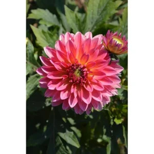 Live Dahlia Passion Fruit Plant Dahlia Flowers Plant Dahlias Flower Plant Bicolor Dahlia Plant for Dahlia Bulbs, Dahlia Tubers, 4 to 6 Inch Tall Size 4 Inch Pot