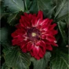 Live Dahlia Raspberry Ice Plant Dahlia Flowers Plant Dahlias Flower Plant Bicolor Dahlia Plant for Dahlia Bulbs, Dahlia Tubers, 4 to 6 Inch Tall Size 4 Inch Pot