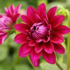 Live Dahlia Raspberry Ice Plant Dahlia Flowers Plant Dahlias Flower Plant Bicolor Dahlia Plant for Dahlia Bulbs, Dahlia Tubers, 4 to 6 Inch Tall Size 4 Inch Pot