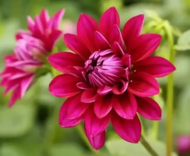 Live Dahlia Raspberry Ice Plant Dahlia Flowers Plant Dahlias Flower Plant Bicolor Dahlia Plant for Dahlia Bulbs, Dahlia Tubers, 4 to 6 Inch Tall Size 4 Inch Pot