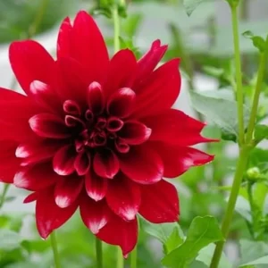 Live Dahlia Raspberry Ice Plant Dahlia Flowers Plant Dahlias Flower Plant Bicolor Dahlia Plant for Dahlia Bulbs, Dahlia Tubers, 4 to 6 Inch Tall Size 4 Inch Pot