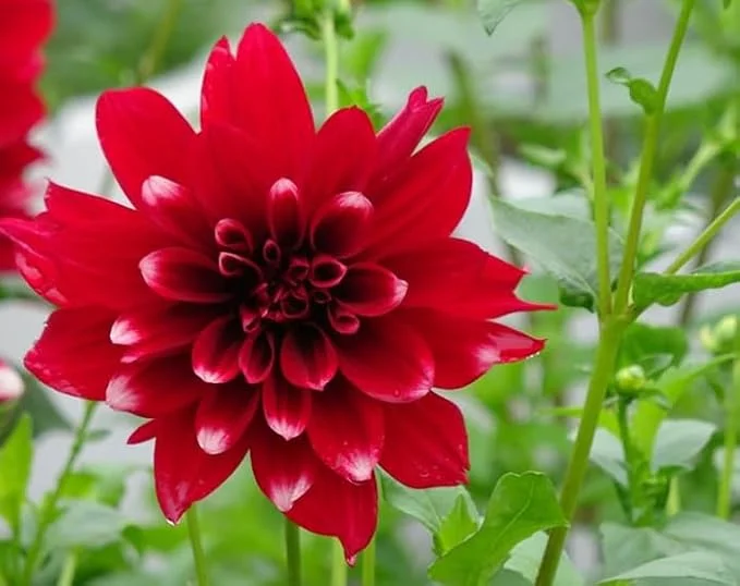 Live Dahlia Raspberry Ice Plant Dahlia Flowers Plant Dahlias Flower Plant Bicolor Dahlia Plant for Dahlia Bulbs, Dahlia Tubers, 4 to 6 Inch Tall Size 4 Inch Pot