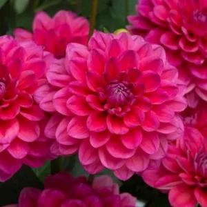 Live Dahlia Raspberry Ice Plant Dahlia Flowers Plant Dahlias Flower Plant Bicolor Dahlia Plant for Dahlia Bulbs, Dahlia Tubers, 4 to 6 Inch Tall Size 4 Inch Pot