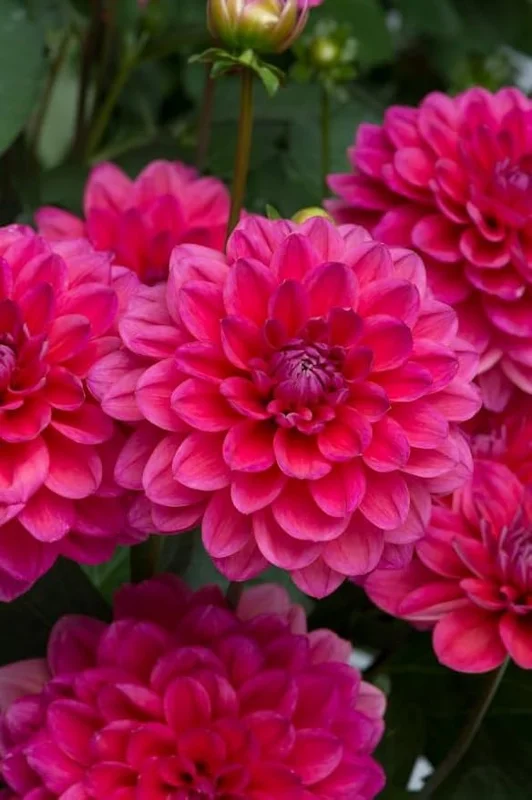 Live Dahlia Raspberry Ice Plant Dahlia Flowers Plant Dahlias Flower Plant Bicolor Dahlia Plant for Dahlia Bulbs, Dahlia Tubers, 4 to 6 Inch Tall Size 4 Inch Pot