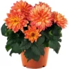 Live Dahlia Tabasco Plant Dahlia Flowers Plant Dahlias Flower Plant Bicolor Dahlia Plant for Dahlia Bulbs, Dahlia Tubers, 4 to 6 Inch Tall Size 4 Inch Pot