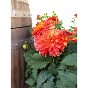 Live Dahlia Tabasco Plant Dahlia Flowers Plant Dahlias Flower Plant Bicolor Dahlia Plant for Dahlia Bulbs, Dahlia Tubers, 4 to 6 Inch Tall Size 4 Inch Pot