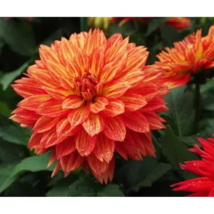 Live Dahlia Tabasco Plant Dahlia Flowers Plant Dahlias Flower Plant Bicolor Dahlia Plant for Dahlia Bulbs, Dahlia Tubers, 4 to 6 Inch Tall Size 4 Inch Pot