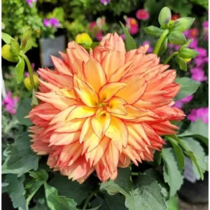 Live Dahlia Tabasco Plant Dahlia Flowers Plant Dahlias Flower Plant Bicolor Dahlia Plant for Dahlia Bulbs, Dahlia Tubers, 4 to 6 Inch Tall Size 4 Inch Pot