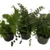 Live Fern Assortment - 3 Pack Decorative Indoor & Outdoor Plants 4" Pots