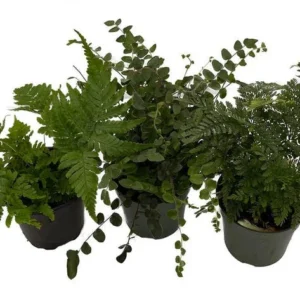 Live Fern Assortment - 3 Pack Decorative Indoor & Outdoor Plants 4