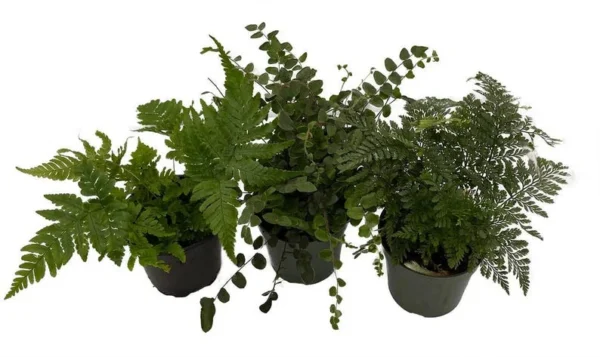 Live Fern Assortment - 3 Pack Decorative Indoor & Outdoor Plants 4" Pots