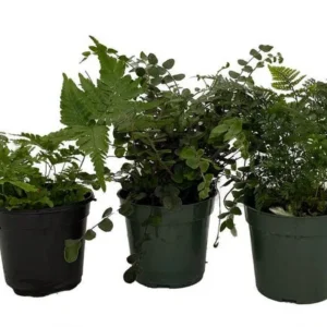 Live Fern Assortment - 3 Pack Decorative Indoor & Outdoor Plants 4