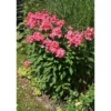 Live Garden Phlox Plant - 4 to 6 Inch - Coral Peach Phlox - Phlox Subulata Plant