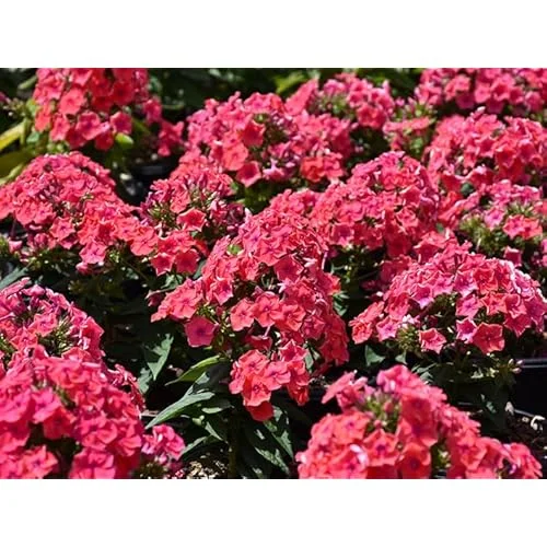 Live Garden Phlox Plant - 4 to 6 Inch - Coral Peach Phlox - Phlox Subulata Plant