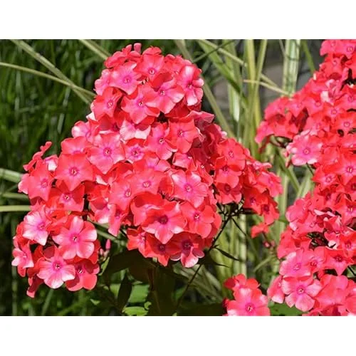 Live Garden Phlox Plant - 4 to 6 Inch - Coral Peach Phlox - Phlox Subulata Plant