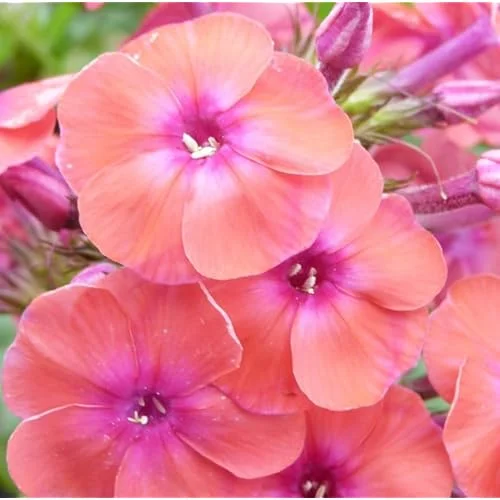 Live Garden Phlox Plant - 4 to 6 Inch - Coral Peach Phlox - Phlox Subulata Plant