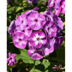 Live Garden Phlox Plant - 4 to 6 Inch Tall - Purple Flowers