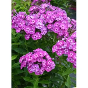 Live Garden Phlox Plant - 4 to 6 Inch Tall - Purple Flowers