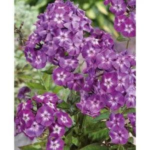 Live Garden Phlox Plant - 4 to 6 Inch Tall - Purple Flowers