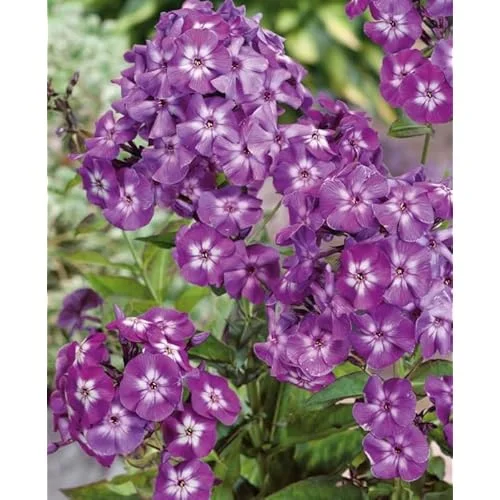 Live Garden Phlox Plant - 4 to 6 Inch Tall - Purple Flowers