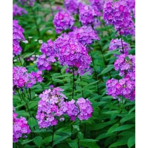 Live Garden Phlox Plant - 4 to 6 Inch Tall - Purple Flowers
