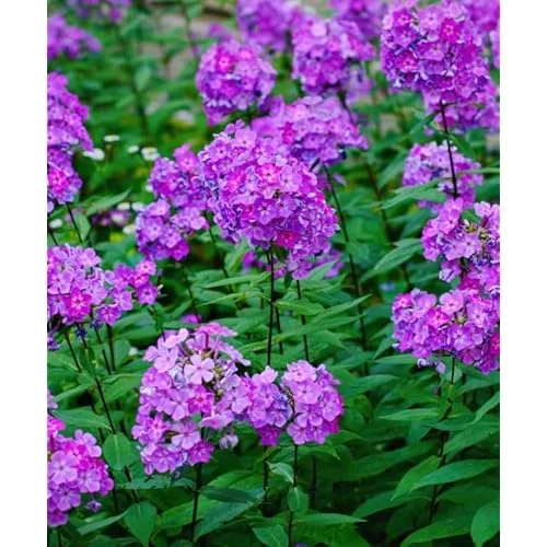 Live Garden Phlox Plant - 4 to 6 Inch Tall - Purple Flowers