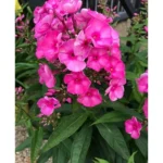 Live Garden Phlox Plant – 4 to 6 Inches – Pink Flowers Phlox Subulata Plant