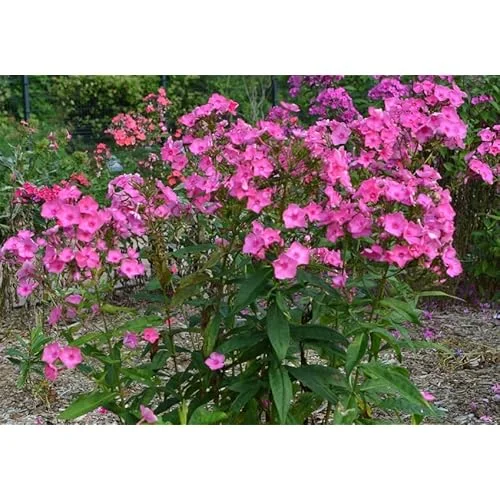 Live Garden Phlox Plant – 4 to 6 Inches – Pink Flowers Phlox Subulata Plant