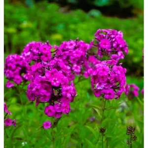Live Garden Phlox Plant – 4 to 6 Inches – Pink Flowers Phlox Subulata Plant