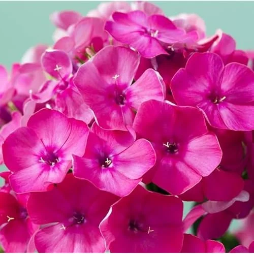 Live Garden Phlox Plant – 4 to 6 Inches – Pink Flowers Phlox Subulata Plant