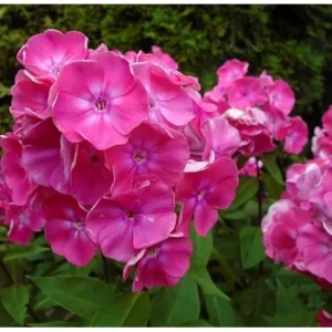 Live Garden Phlox Plant – 4 to 6 Inches – Pink Flowers Phlox Subulata Plant