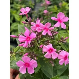 Live Garden Phlox Plant - 4 to 6 Inches Tall, Light Pink Phlox Subulata Plant