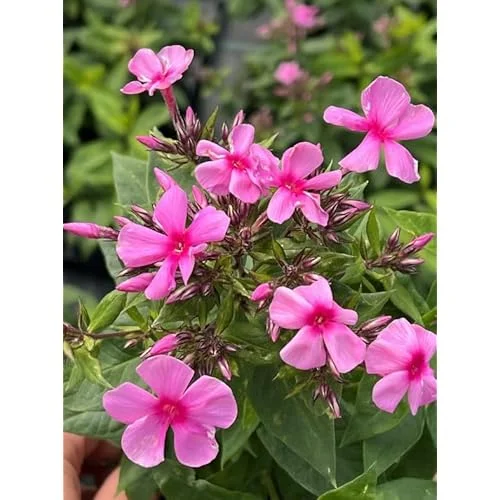 Live Garden Phlox Plant - 4 to 6 Inches Tall, Light Pink Phlox Subulata Plant