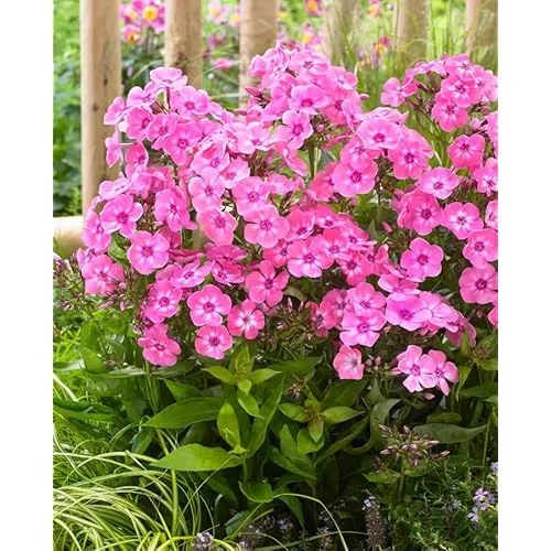 Live Garden Phlox Plant - 4 to 6 Inches Tall, Light Pink Phlox Subulata Plant
